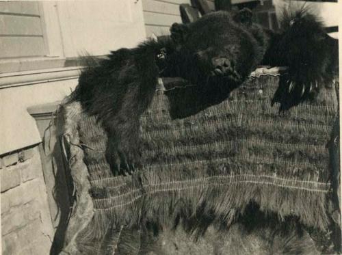 Pomo bearskin disguise now in Peabody Museum