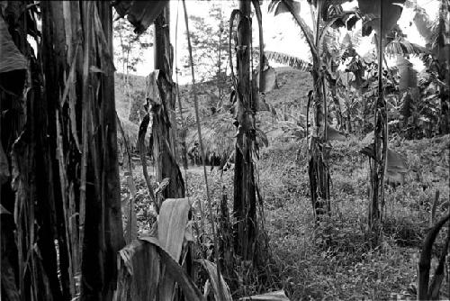 Shot thru the banana trees at the sili of Abukulmo