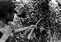 Walimo taking a drink from a spring using part of a plant as a funnel