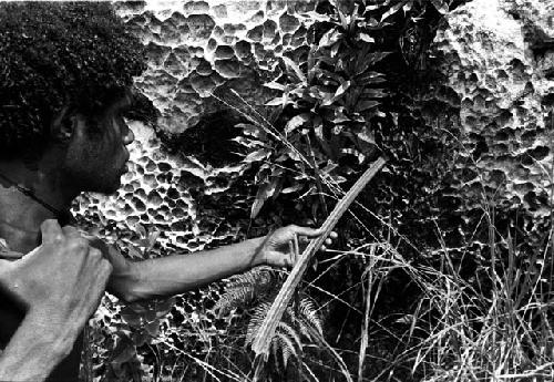 Walimo taking a drink from a spring using part of a plant as a funnel