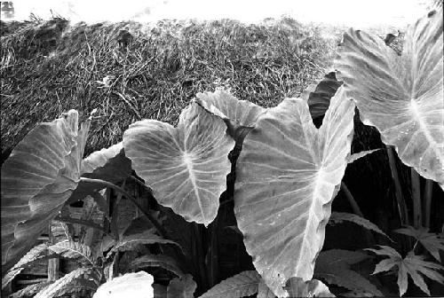 Hom leaves and roof of lisé in Wuperainma I