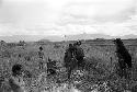 Women washing hiperi in the fields