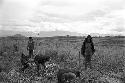 Women washing hiperi in the fields; Ekapuwé stands truccently looking at camera