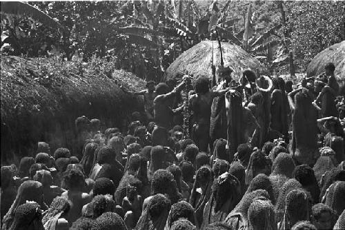 View over the backs of women of men hanging cowrie shells on the pia