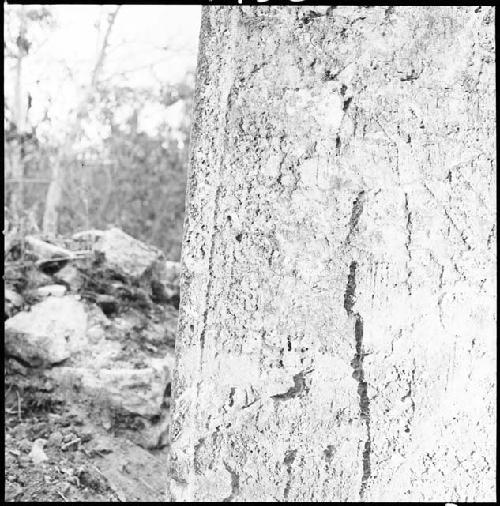 Detail of Stela 1 at Coba