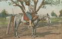 Postcard of a U.S. Government Indian scout on horseback