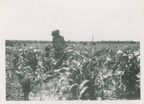 Navajo woman gathering corn pollen