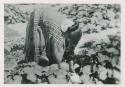 Navajo woman gathering squash