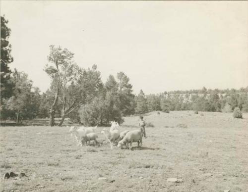 Navajo boy herding sheep and goats