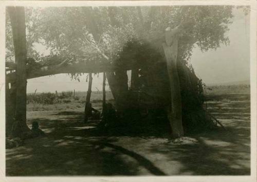 Navajo summer shelter belonging with hogan