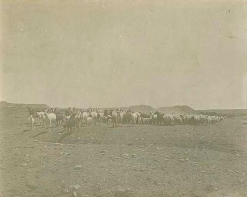 Sheep and goats at Ganado