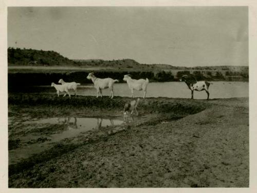 Goats at Navajo water hole near Ganado Arizona