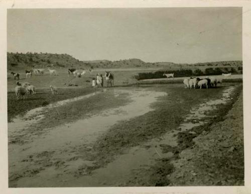 Navajo children herders at Ganado water hole - Arizona