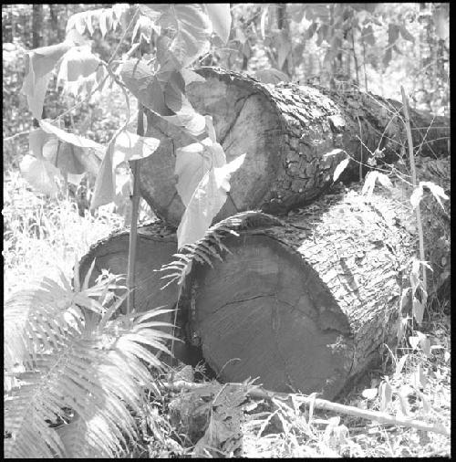 Abandoned mahogany logs