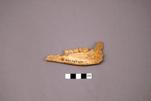One jaw bone fragment with articulated teeth
