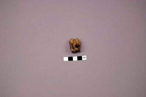 One tooth fragment