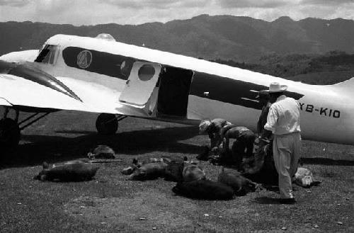 Pigs to be loaded in plane