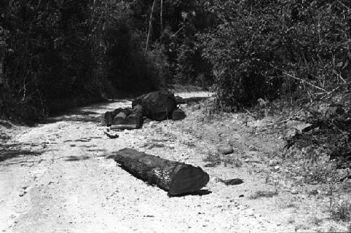 Abandoned logs