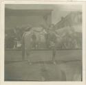 Crow Indian on horseback at Billings, MT where they came from their reservation to trade and dance