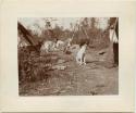 Man feeding dogs, Indian Settlement at Basswood Lake