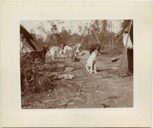 Man feeding dogs, Indian Settlement at Basswood Lake