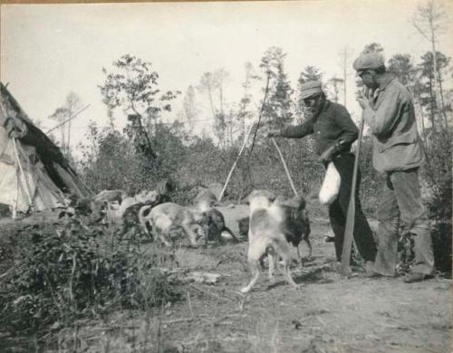 Two men feeding dogs, Basswood Lake.
