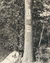 "Camp 8 Signpost, handcarved into side of Oak."