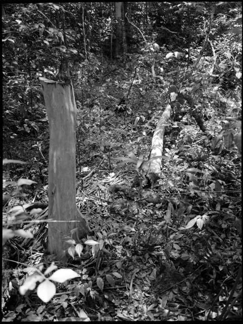 Felled Pimienta gorda trees