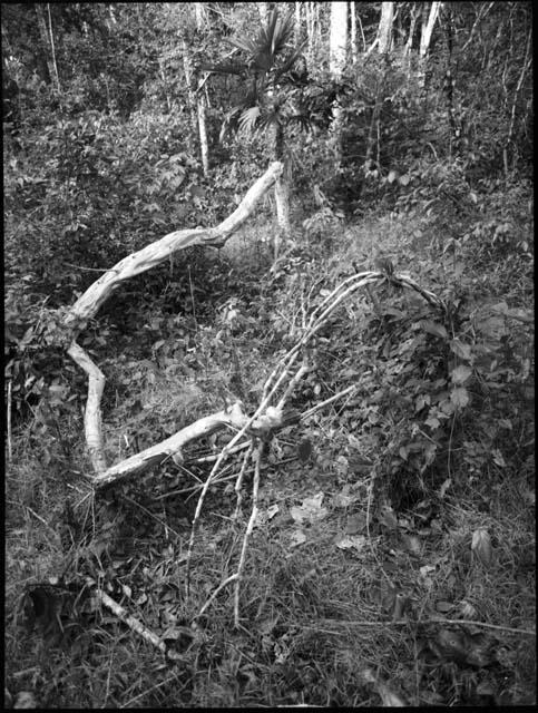 Felled Pimienta gorda trees