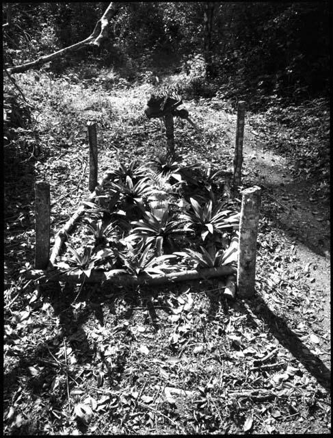 Grave of deceased camp cook