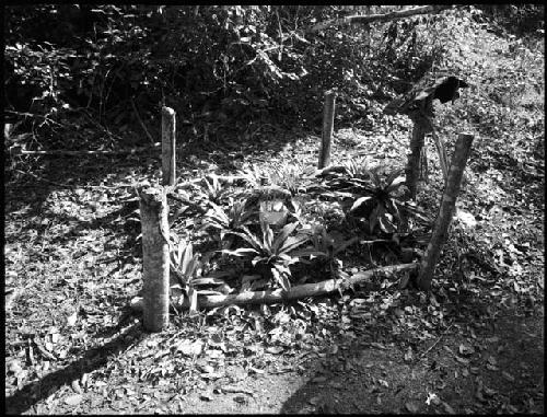 Grave of deceased camp cook