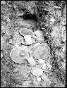 Plates left by looter at La Muralla