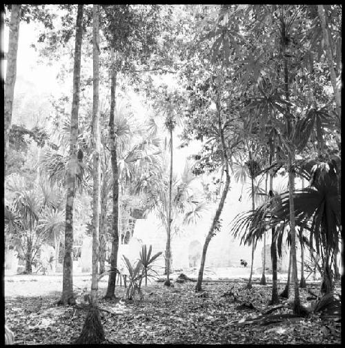 Stelae and Twin Pyramid Complex at Tikal