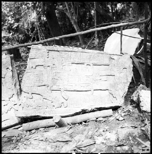 Fragment of Stela 7 at Machaquila