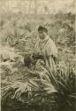 Seminole woman sitting amidst brush
