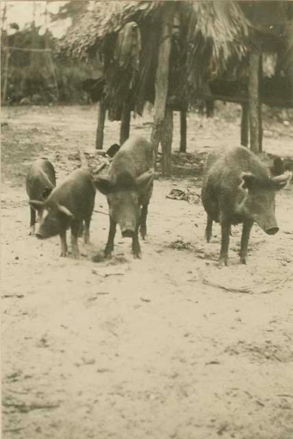 Pigs kept by Seminole village in Fort Lauderdale