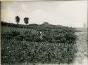 Pulque farm and ruins in the distance