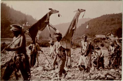 Karok Indians, walking with deer skins