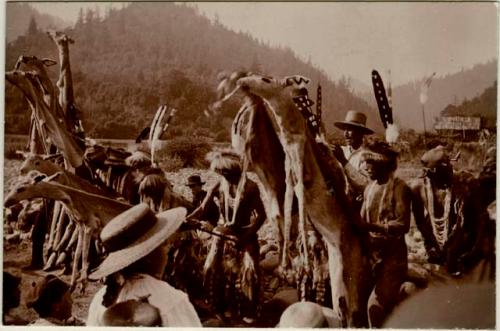 Karok Indians, walking with deer skins on sticks