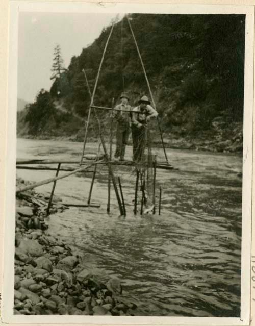 Steel head salmon, caught by two men in a net