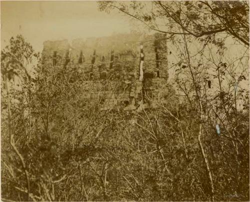 Building ruins through plant life