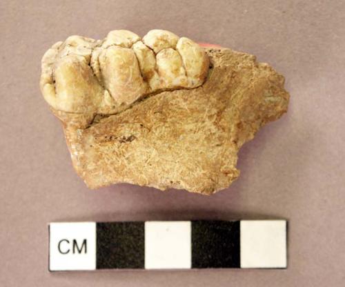 Organic, bone, jaw fragment with teeth, pig