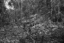 Line of trenches in front of main temple at Rio Azul