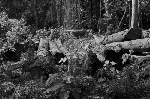 Abandoned logs in bacadia