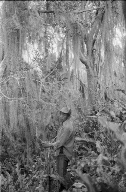 Spanish moss on pyramid at Kumal