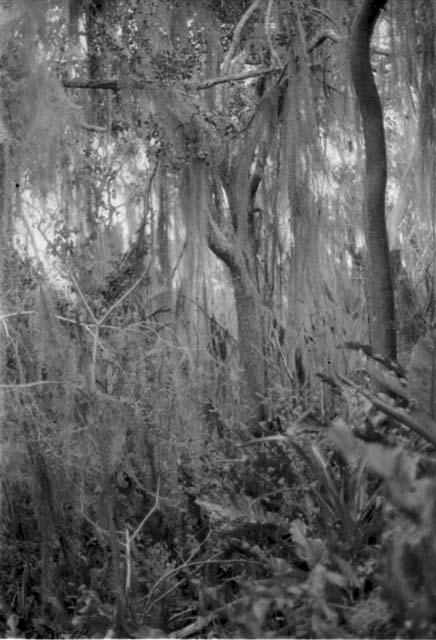 Spanish moss on pyramid at Kumal