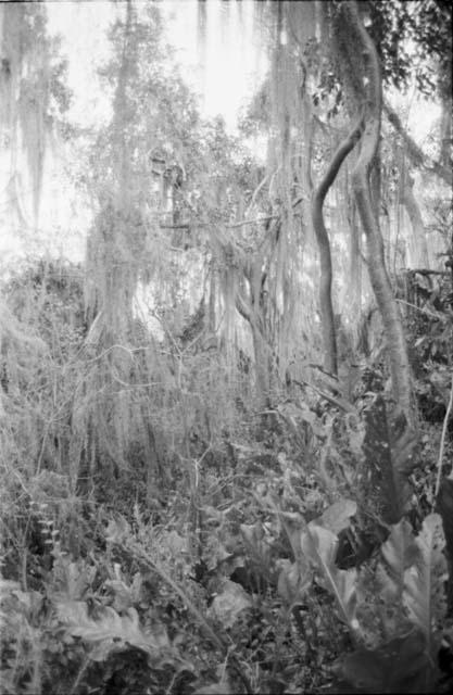 Spanish moss at Kumal