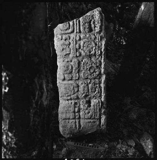 Fragment of Stela 9 at Piedras Negras