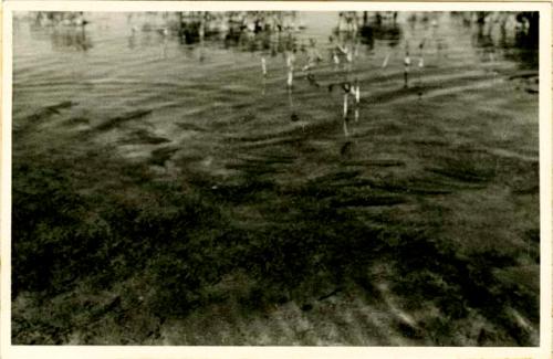 Fishing scene from Island of Mujeres, above Cozumel