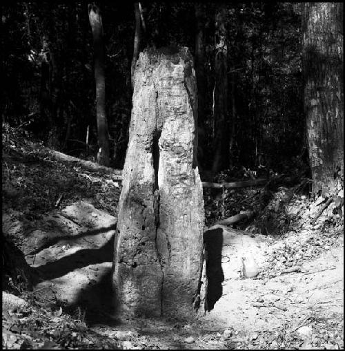 Stela 5 at Uaxactun